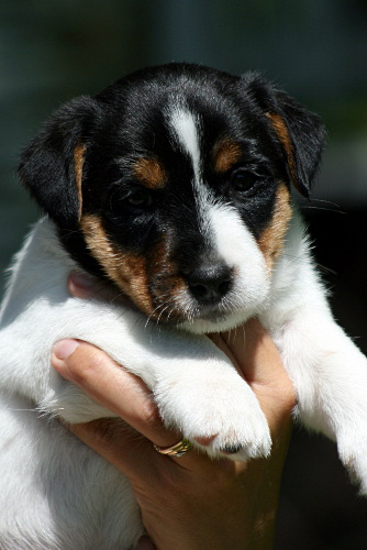 100628_rico syli.jpg - Rico